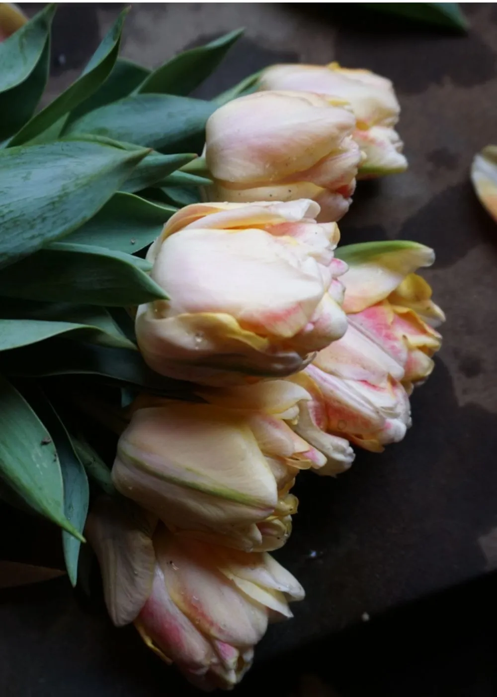 Pre-Cooled Charming Beauty Tulip Bulbs