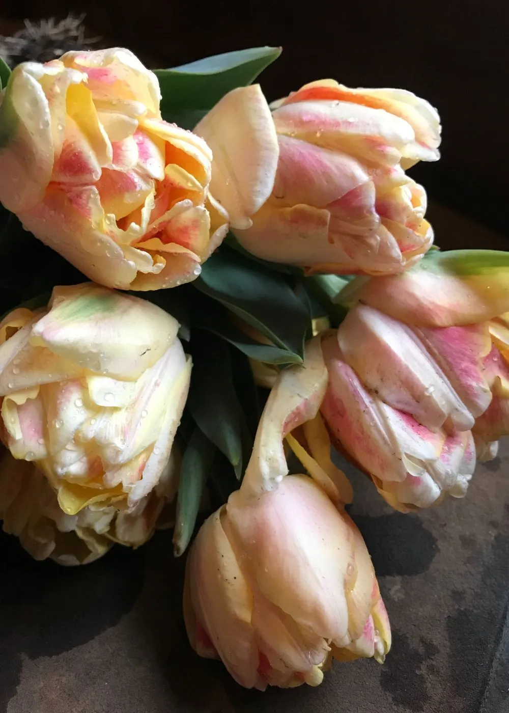 Pre-Cooled Charming Beauty Tulip Bulbs