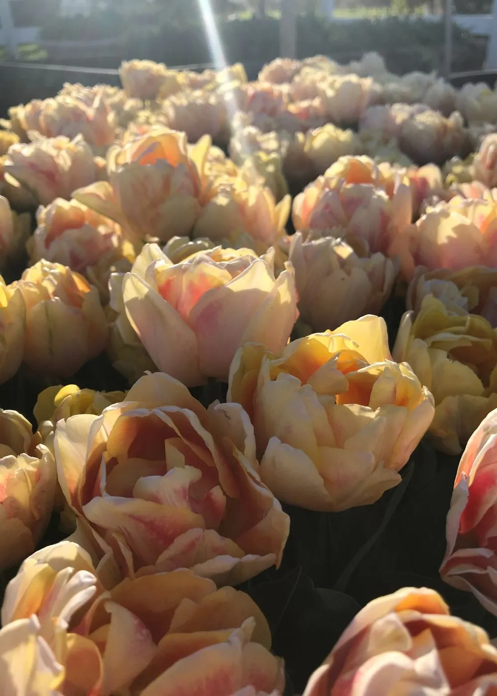 Pre-Cooled Charming Beauty Tulip Bulbs