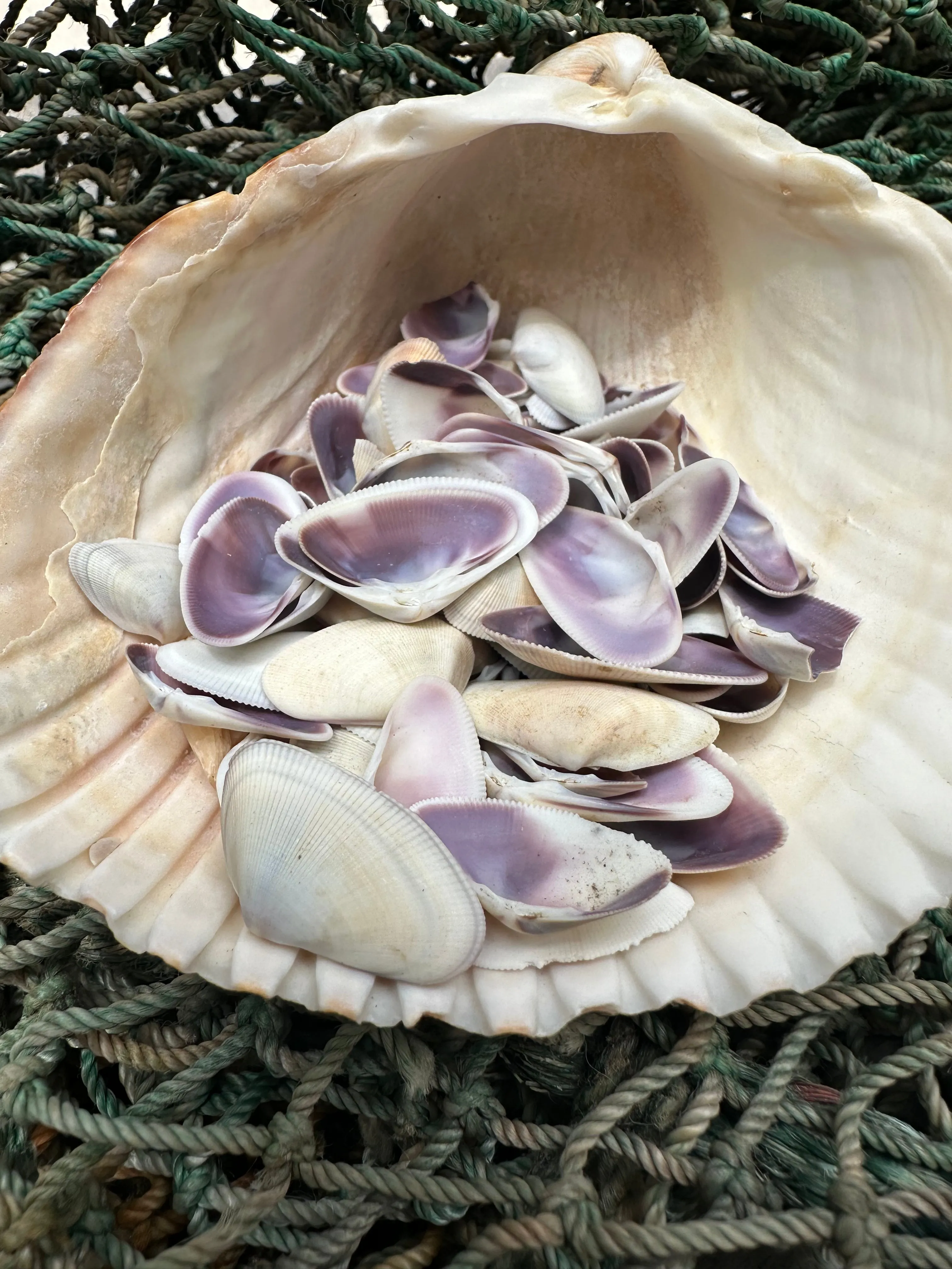 Purple Bean Clam-Donax gouldii