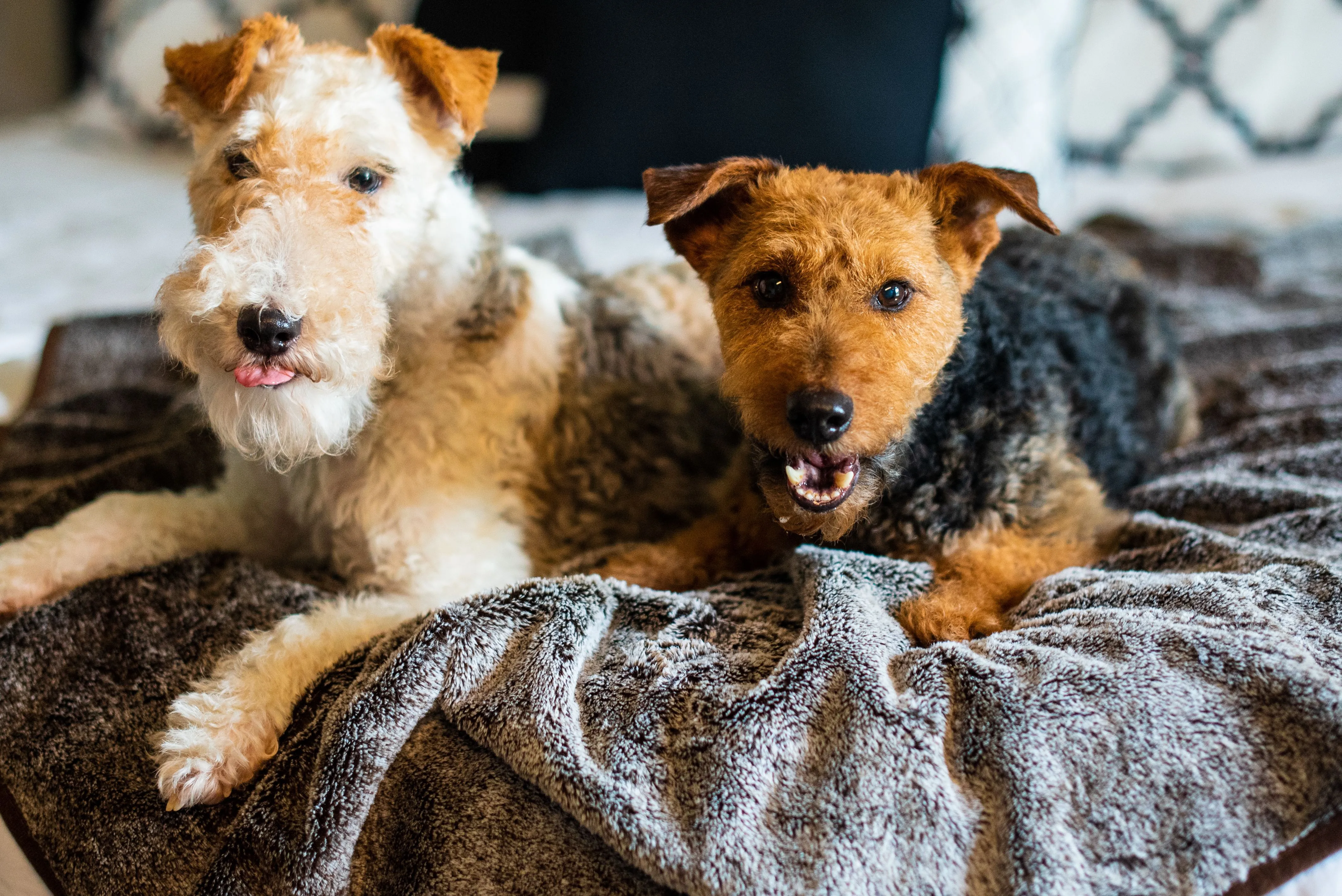 Waterproof Faux Fur Dog Blanket