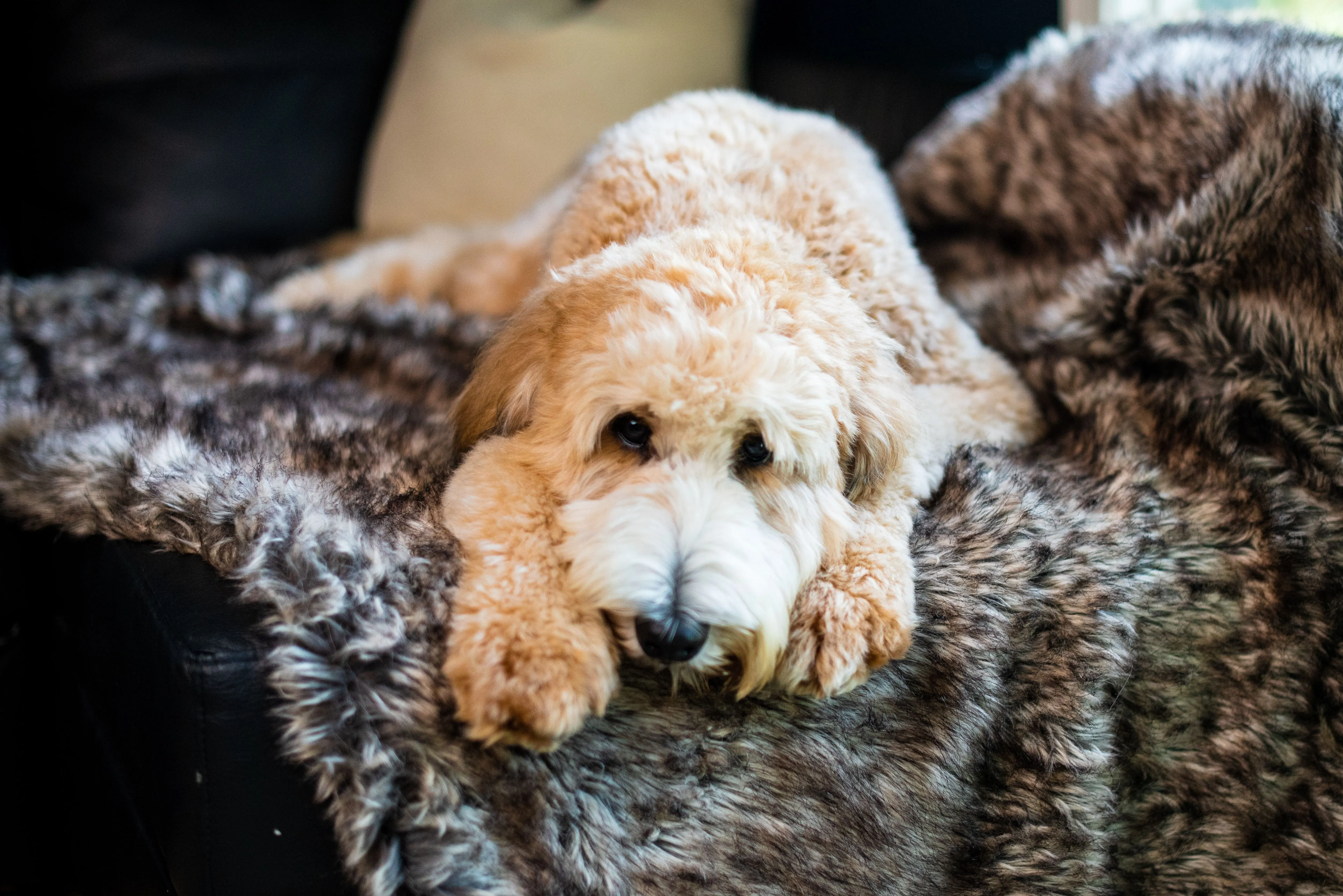 Waterproof Faux Fur Dog Blanket