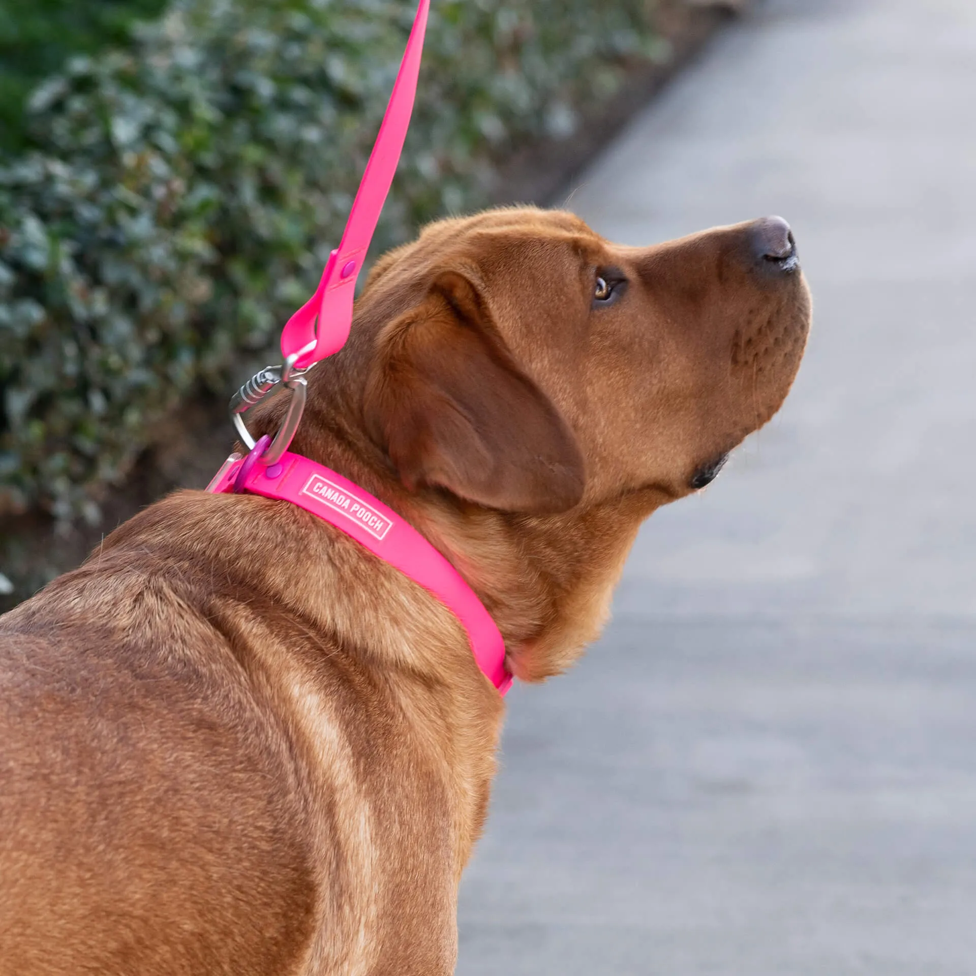 Waterproof Leash