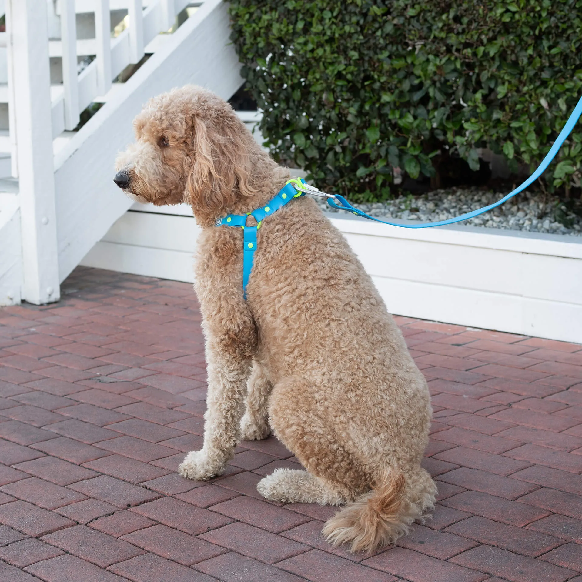 Waterproof Leash