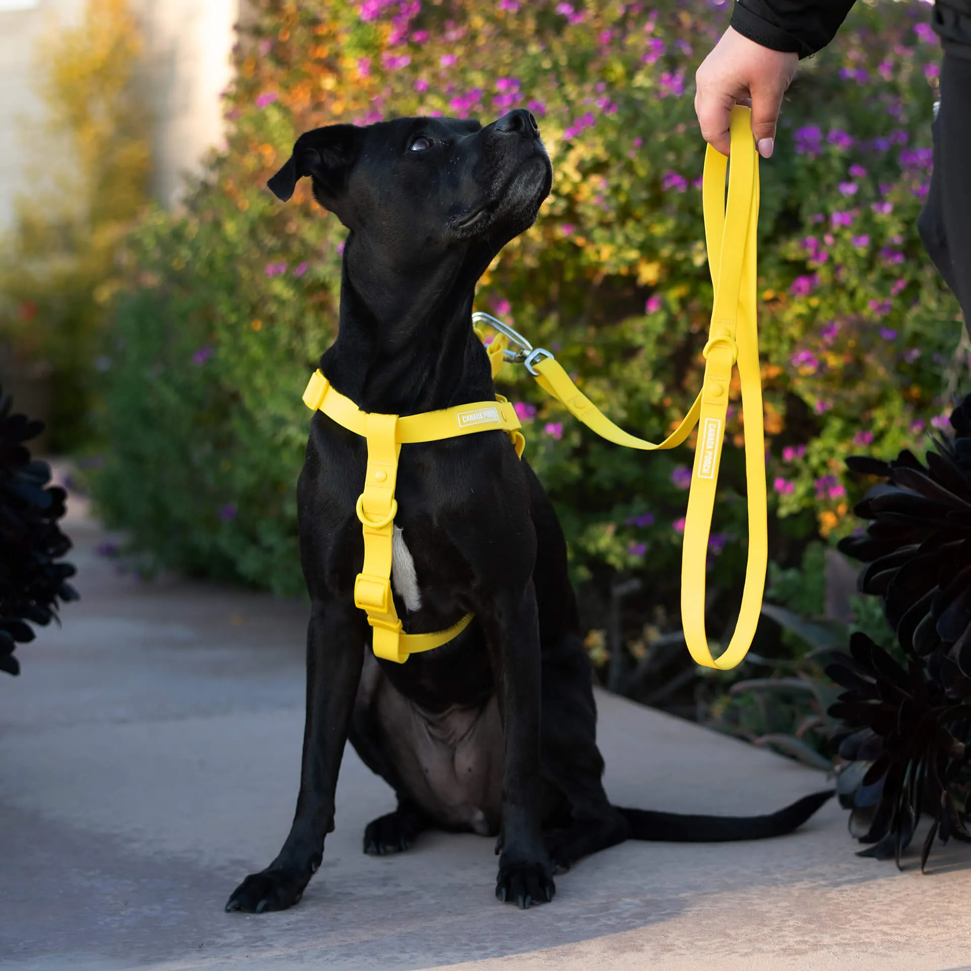 Waterproof Leash